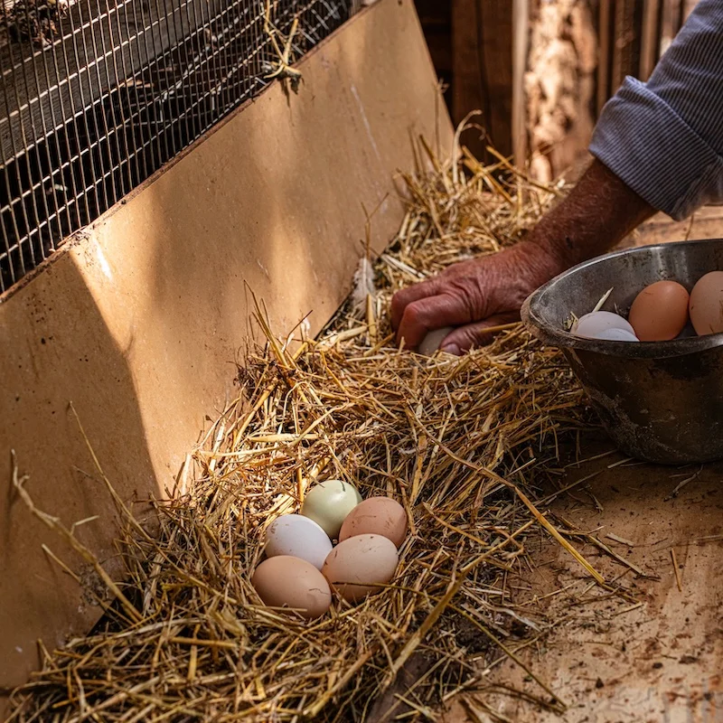 Fresh-eggs-Istria