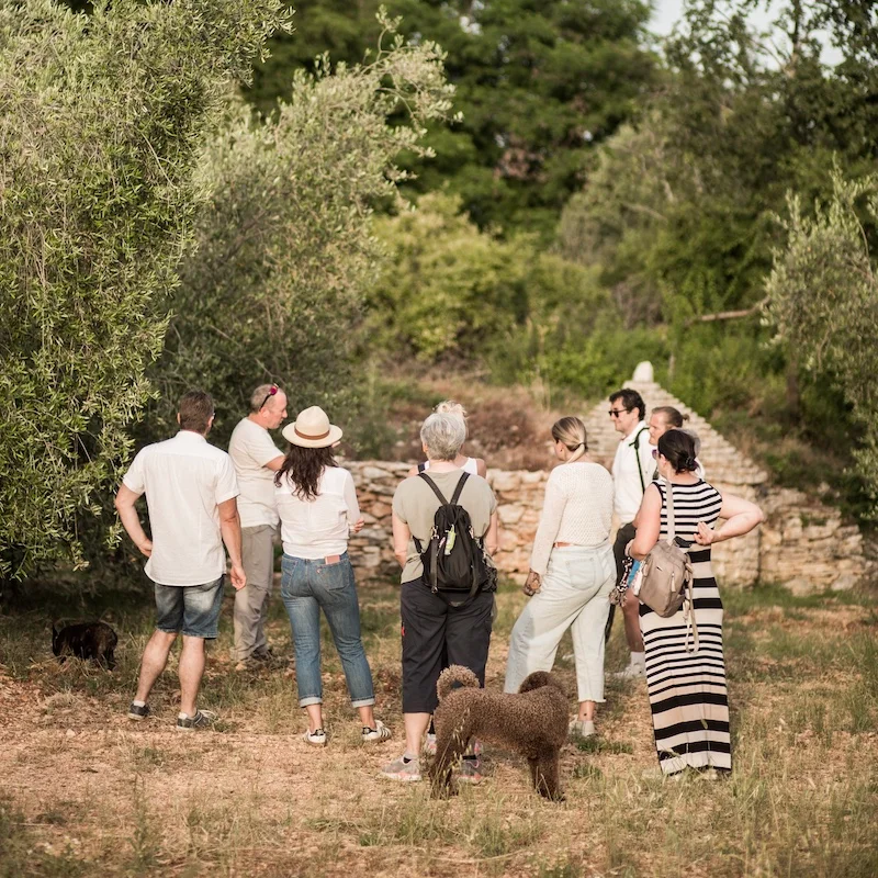 Olive-Grove-Tour