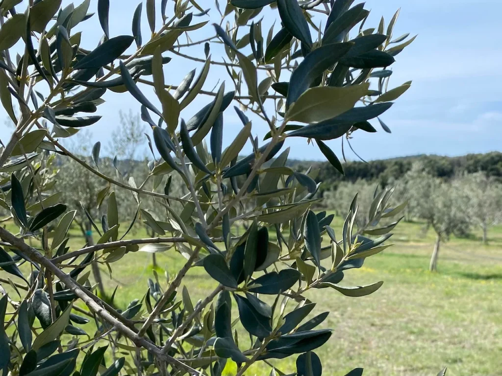 Olive-Tree-Lim-Bay